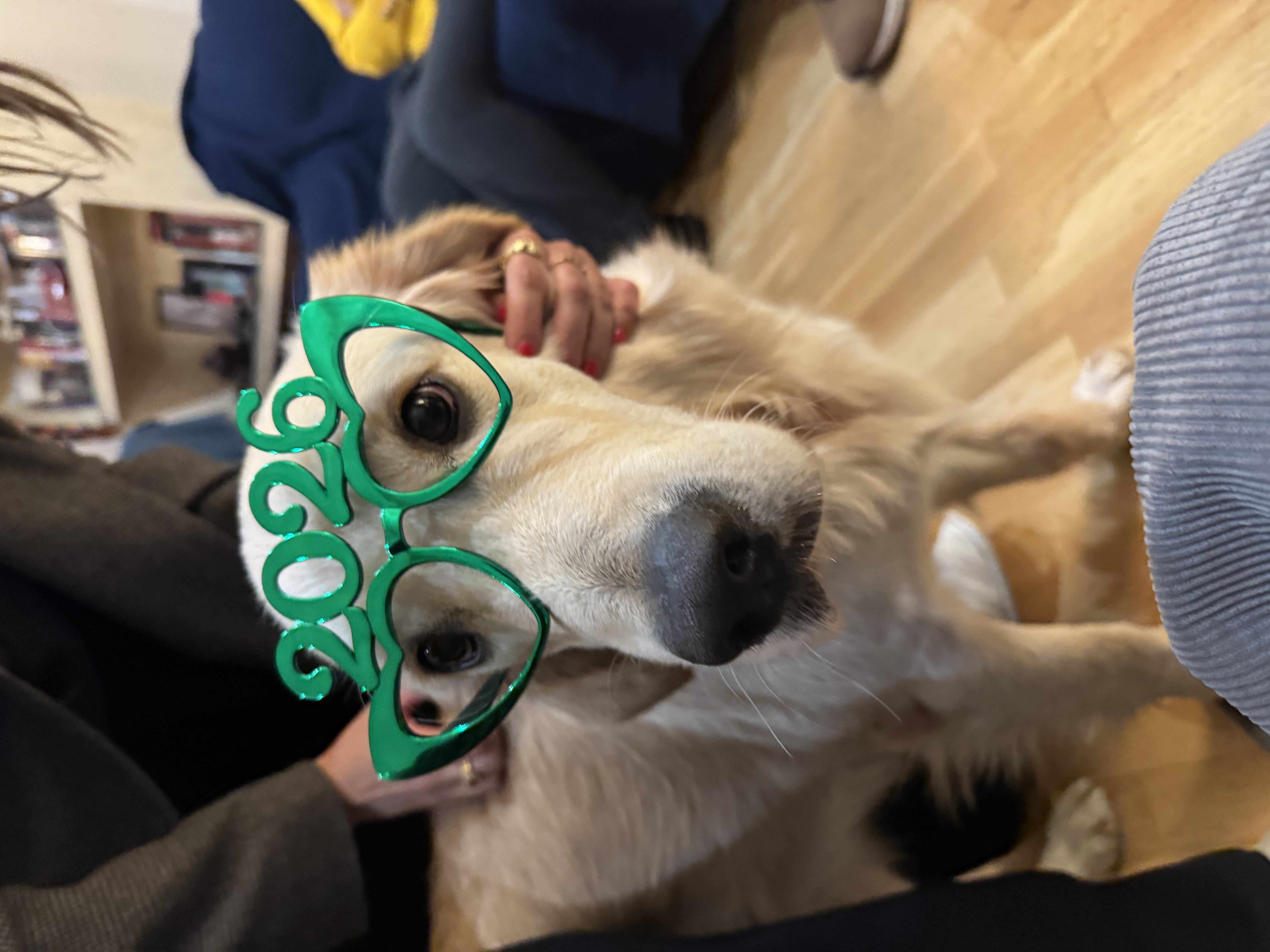Dog celebrating the new year